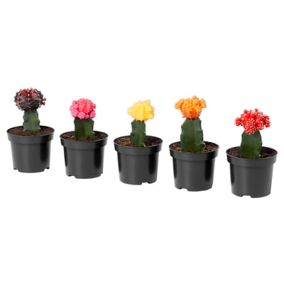 Five colourful cacti in red, pink, yellow, orange, and purple pots against a white backdrop.