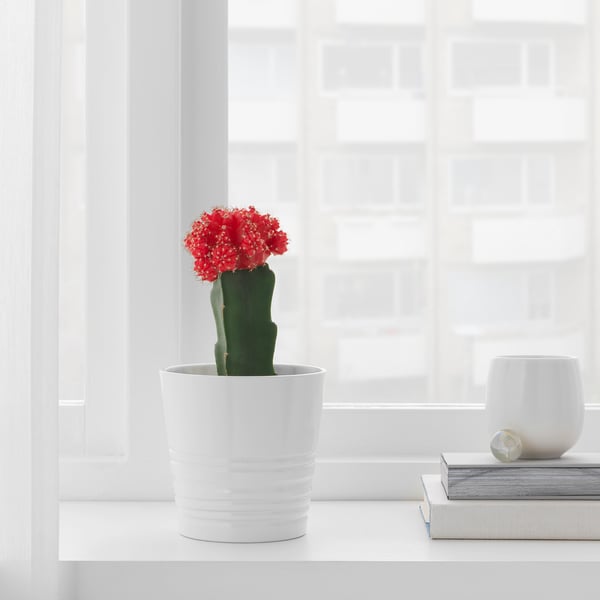 White desk by window with red cactus and stacked books.