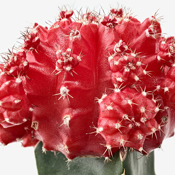 Bright red cactus with numerous white spines, potted in green. Vibrant and healthy.