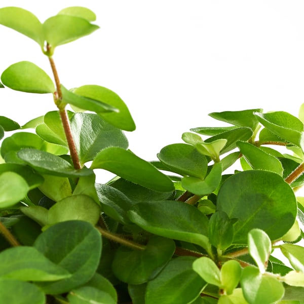 Lush green plant, vibrant leaves, healthy foliage. Indoor plant with rich, verdant appearance.