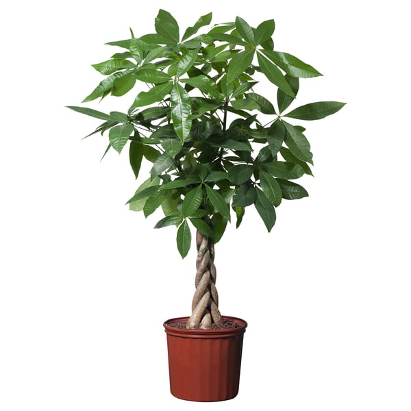 Potted PACHIRA AQUATICA with twisted trunk