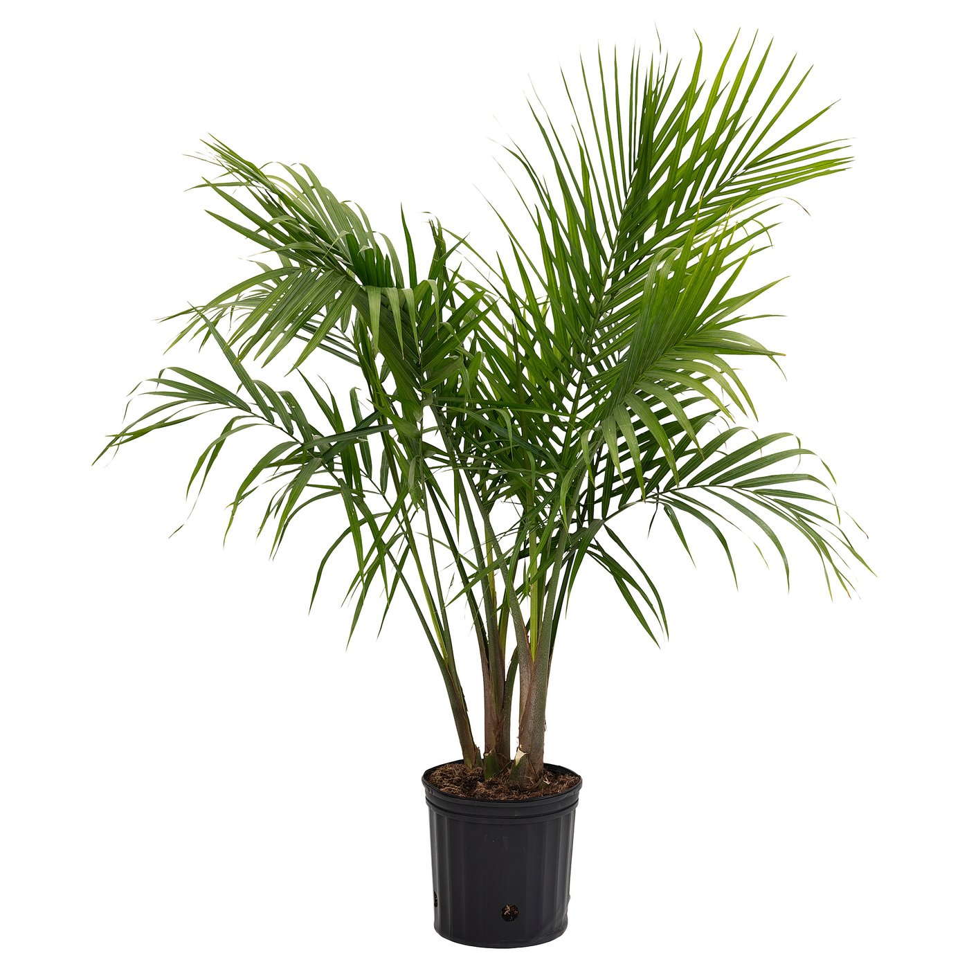 Verify PALMMIX plant with green fronds.