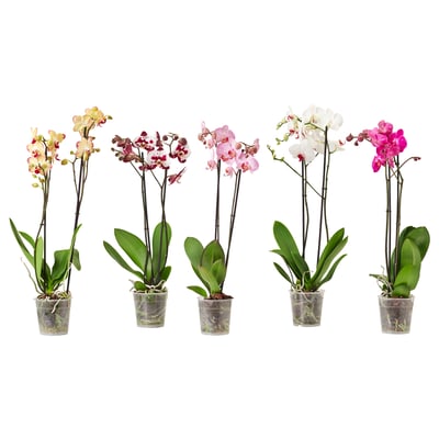 Five vibrant PHALAENOPSIS orchids in clear plastic pots, each showing pink, orange, red, white, and magenta flowers, set against a white background.