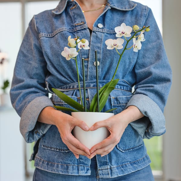 Person holding white pot with orchid plant, sized for easy handling.