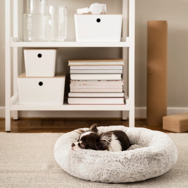 Small chihuahua sleeps in cosy white UTSÅDD pet bed, smaller than nearby bookshelf, on light carpet.