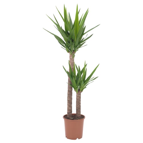 Potted YUCCA ELEPHANTIPES in terracotta with two trunks and green leaves.