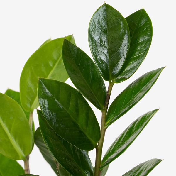 Close-up of lush green leaves attached to a stem of a potted plant.
