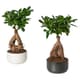 Desk plants