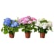 Flowering plants