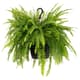 Hanging & climbing plants