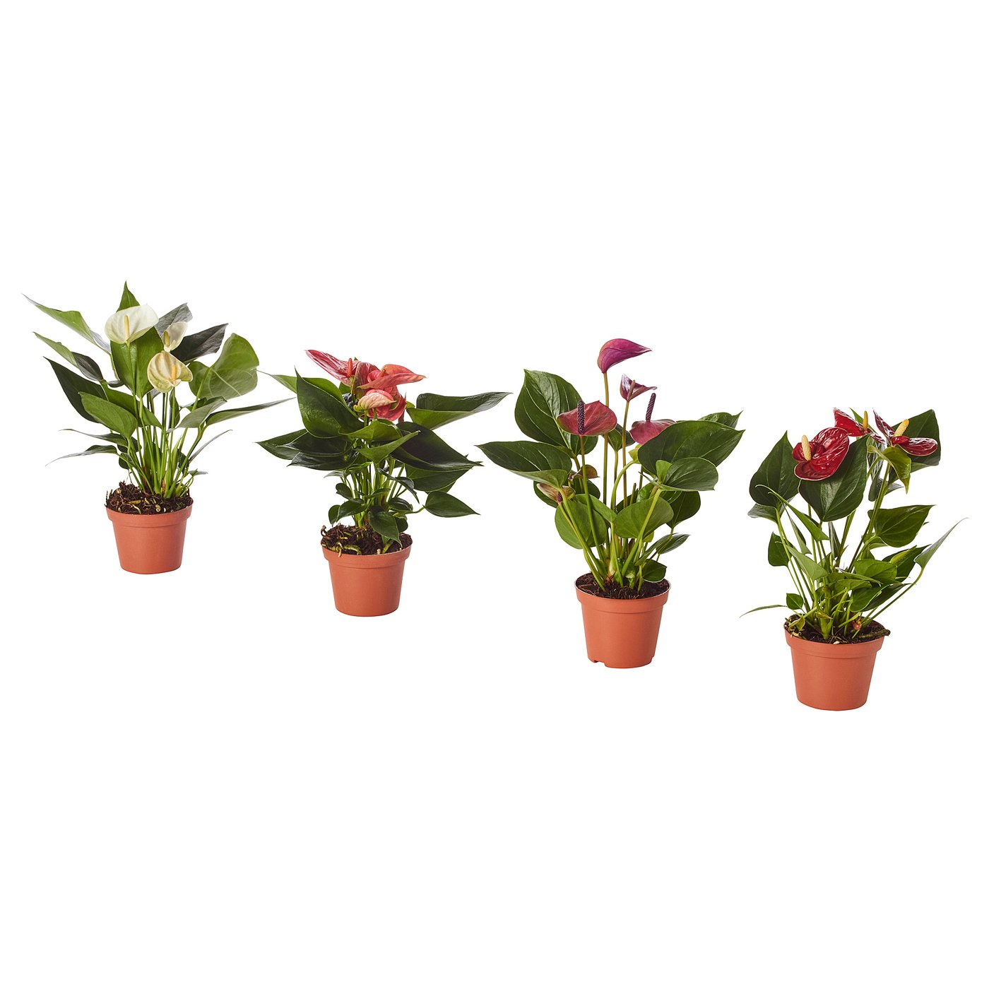 ANTHURIUM Plante en pot, Anthurium couleurs variées, 4 "