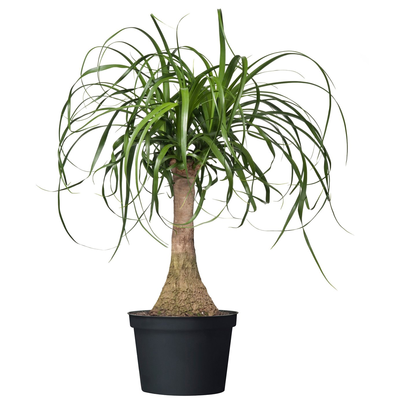 BEAUCARNEA RECURVATA Plante en pot, Beaucarnea, 6 "