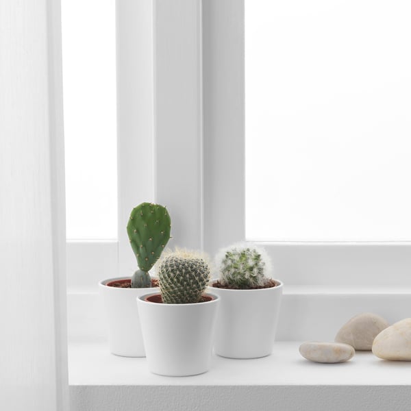 CACTACEAE Plante avec vase, cactus/variées, 2 ¼ "