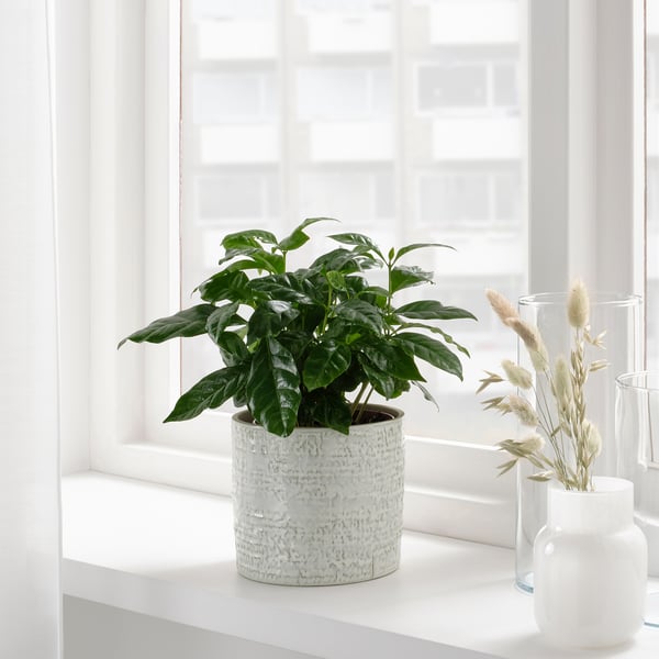 CHIAFRÖN Cache-pot, intérieur/extérieur blanc, 4 ¾ "