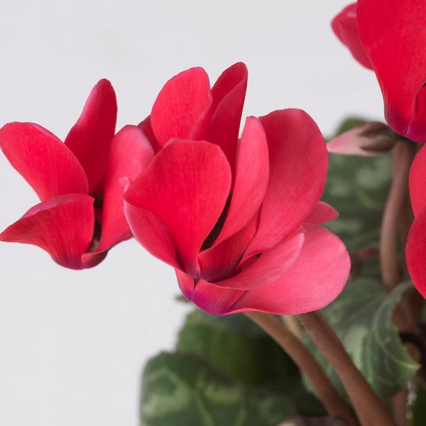 CYCLAMEN Plante en pot, cyclamen, 4 "