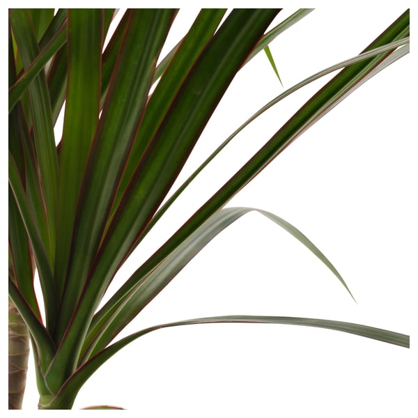 DRACAENA MARGINATA Plante en pot, dracaena marginata/1 tige, 4 ¼ "