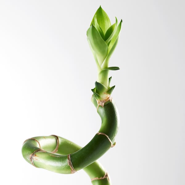 DRACAENA Plante, Dracaena sanderiana/spirale, 18 "
