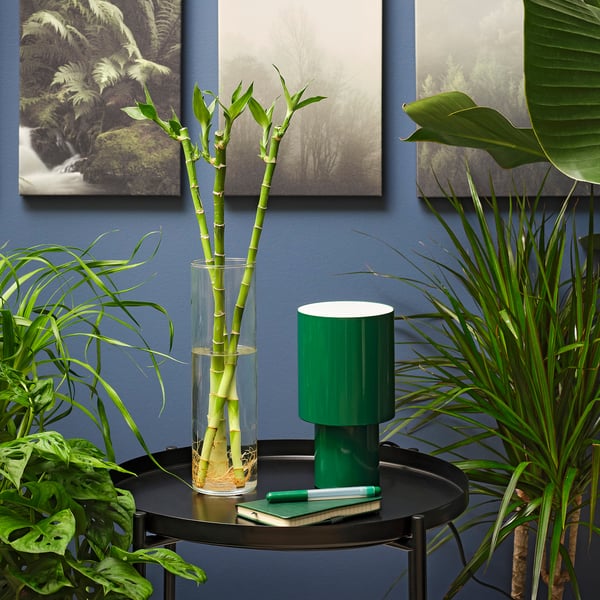 DRACAENA Plante, Dracaena sanderiana, 18 "