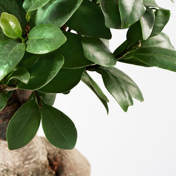 FICUS Plante avec vase, bonsaï/couleurs variées, 8 ¾ "