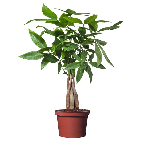 PACHIRA AQUATICA Plante en pot, Pachira, 5 "