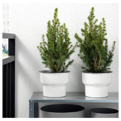 PICEA GLAUCA CONICA Plante en pot, sapin blanc, 6 "