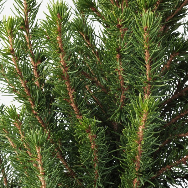 PICEA GLAUCA CONICA Plante en pot, sapin blanc, 6 "