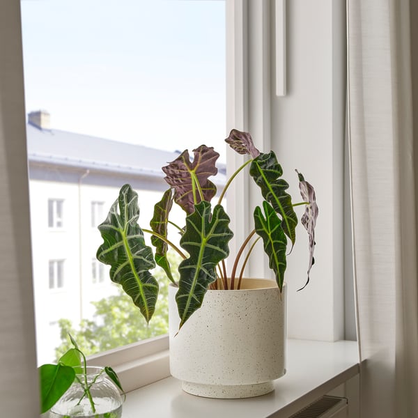 SANDKÖRSBÄR Cache-pot, intérieur/extérieur/beige, 7 ½ "