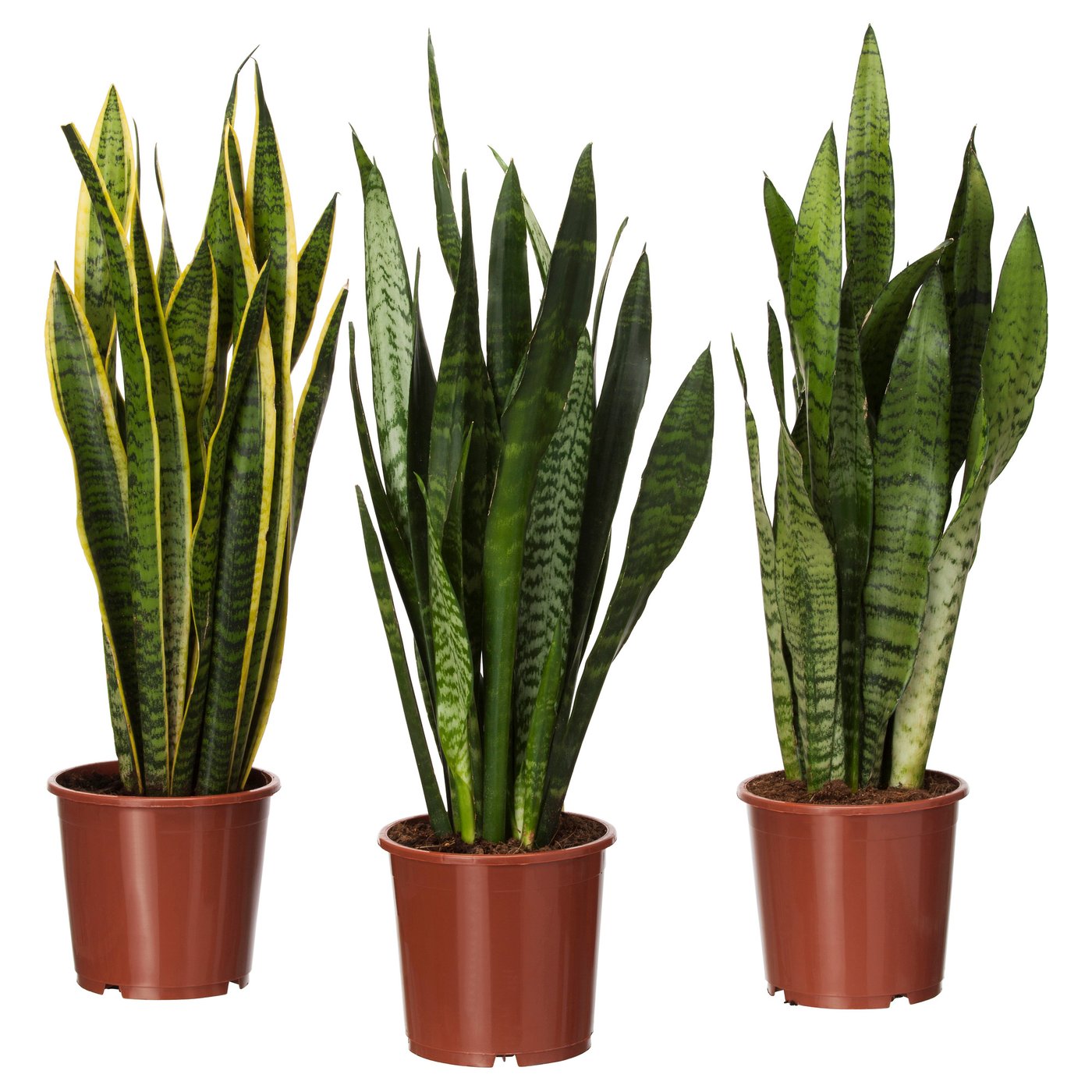 SANSEVIERIA TRIFASCIATA Plante en pot, sansevière, 6 "