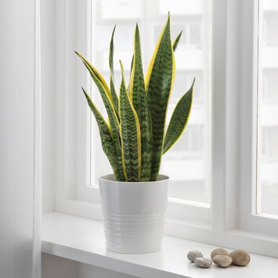 SANSEVIERIA TRIFASCIATA Plante en pot, sansevière, 6 "
