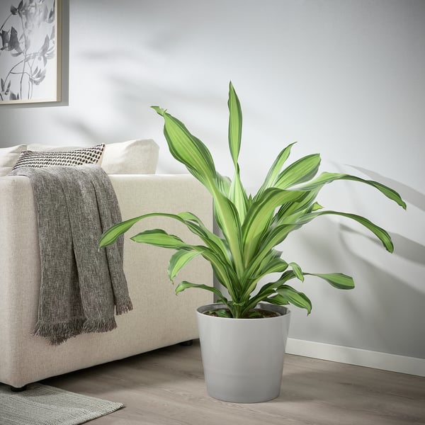 SKOGSVINBÄR Cache-pot, intérieur/extérieur gris, 9 ½ "