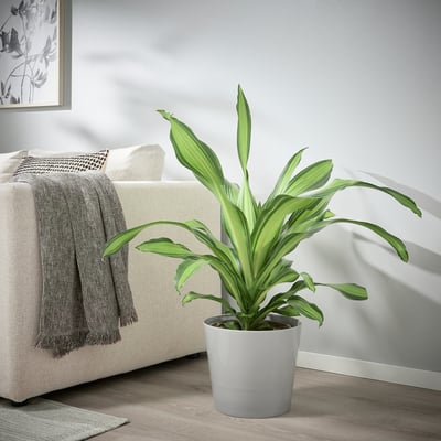 SKOGSVINBÄR Cache-pot, intérieur/extérieur gris, 9 ½ "