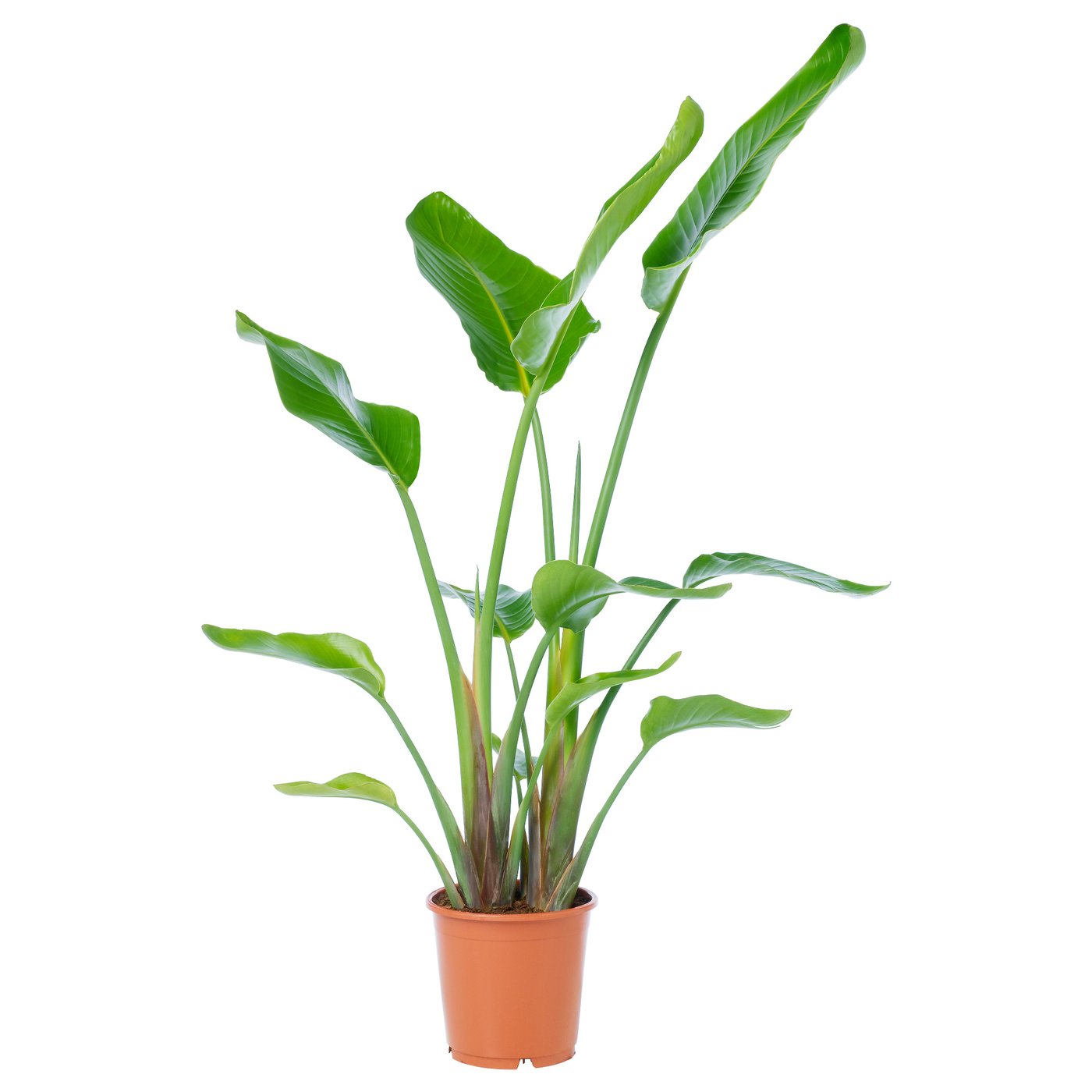 STRELITZIA Plante en pot, oiseau de paradis, 9 ¼ "