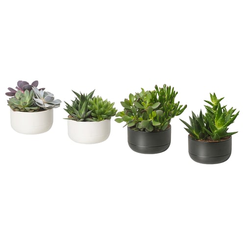 SUCCULENT Plante avec vase, composition/variées, 5 "