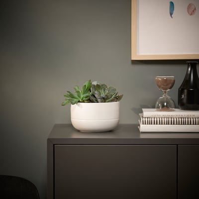 SUCCULENT Plante avec vase, composition/variées, 5 "
