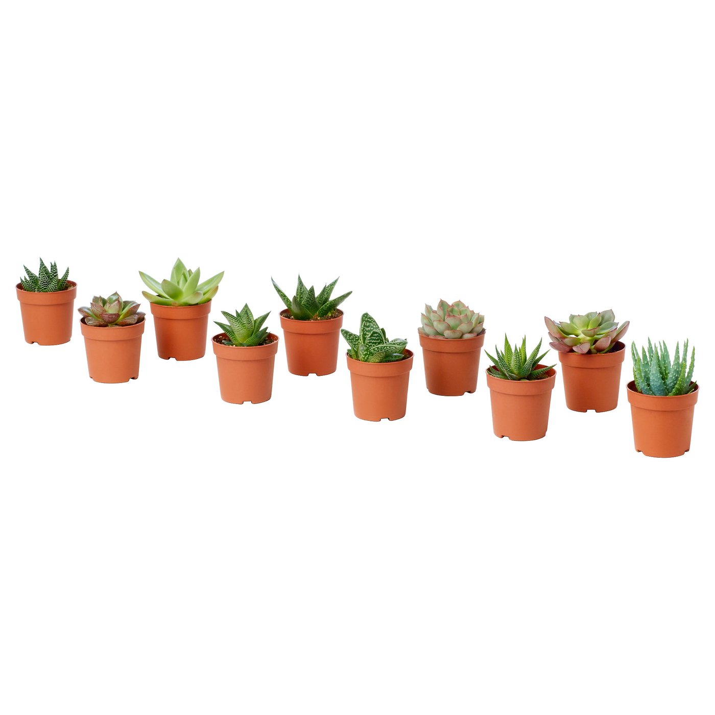 SUCCULENT Plante en pot, variées/plante succulente, 4 "