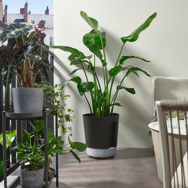 VÅRDTRÄD Pot avec réservoir, avec roulettes intérieur/extérieur/transparent anthracite, 12 ½ "