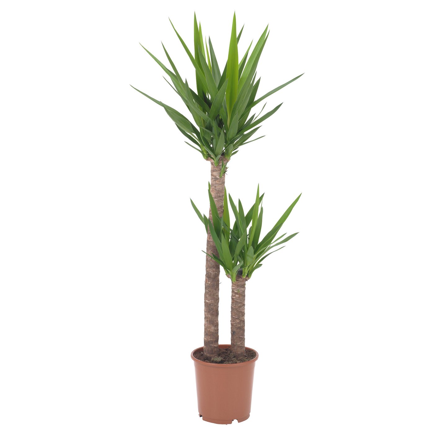 YUCCA ELEPHANTIPES Plante en pot, Yucca sans épines/2 tiges, 9 ½ "