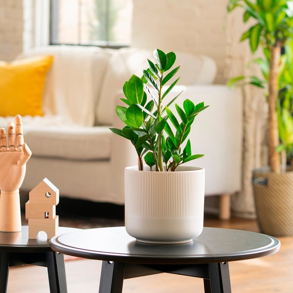 ZAMIOCULCAS Plante en pot, palmier, 6 "