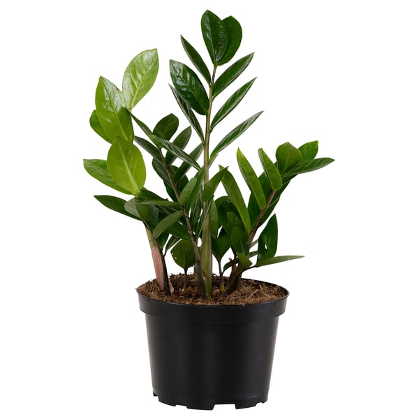 ZAMIOCULCAS Plante en pot, palmier, 6 "