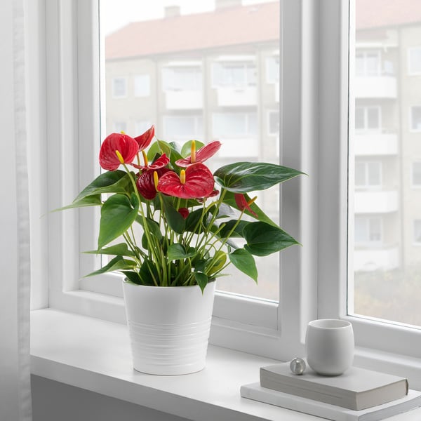 ANTHURIUM Pflanze, Flamingoblume, 12 cm