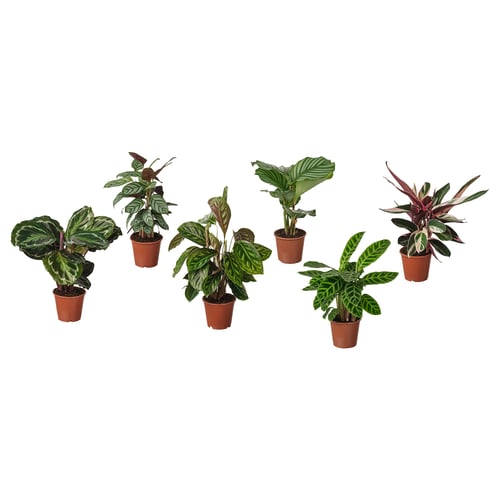 BLADVERK Pflanze, versch. Arten, 14 cm