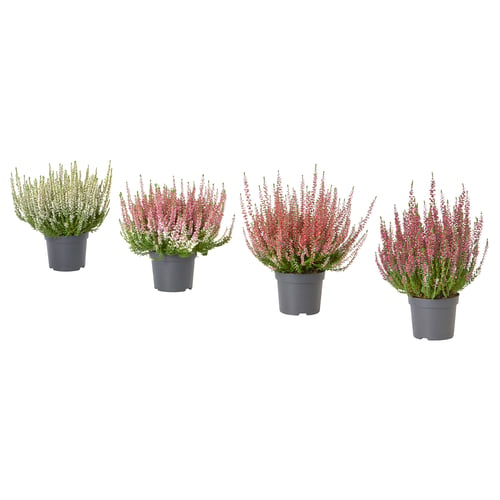 CALLUNA Pflanze, Heidekraut/versch. Farben, 13 cm