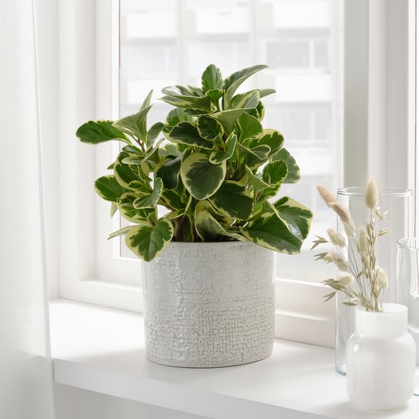 CHIAFRÖN Übertopf, drinnen/draußen weiß, 15 cm