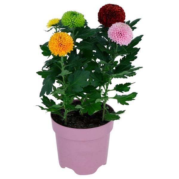 CHRYSANTHEMUM Pflanze, Chrysantheme, 14 cm