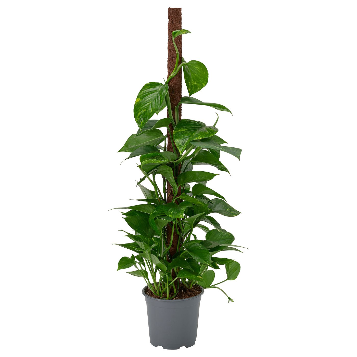 EPIPREMNUM Pflanze, Efeutute versch. Arten, 19 cm