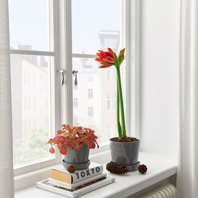 HIPPEASTRUM Pflanze, Amaryllis/2 Blüten versch. Farben, 13 cm