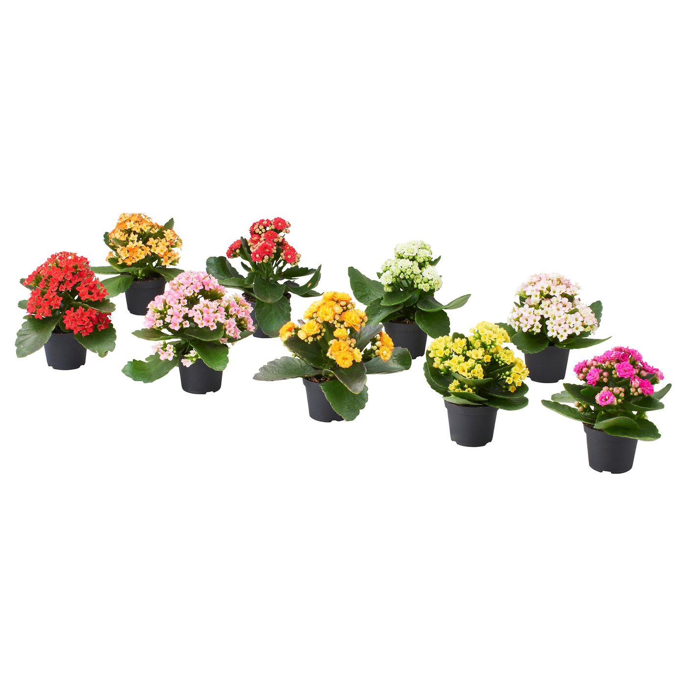 KALANCHOE Pflanze, Flamm. Käthchen, gefüllt versch. Farben, 6 cm