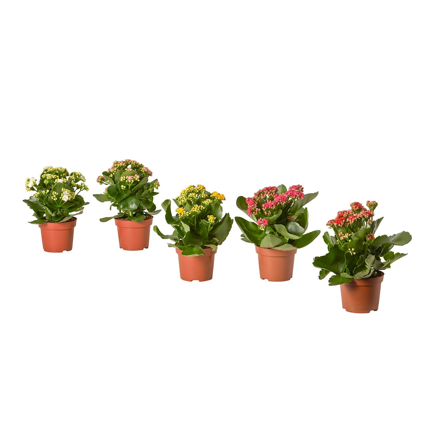 KALANCHOE Pflanze, Flammendes Käthchen versch. Farben, 10.5 cm