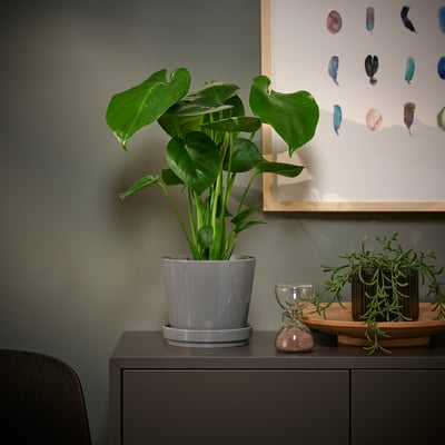 MONSTERA DELICIOSA Pflanze, Fensterblatt, 12 cm