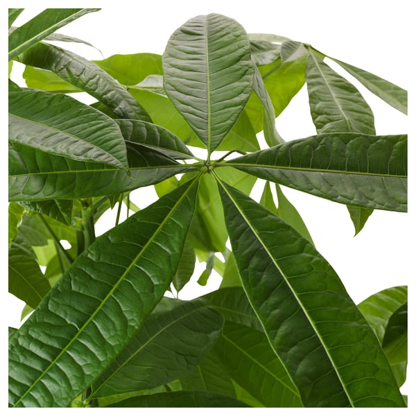 PACHIRA AQUATICA Pflanze, Glückskastanie, 9 cm